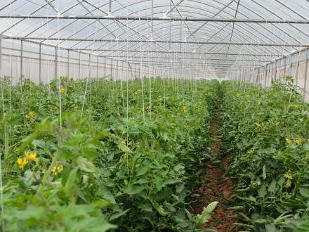 驚！山西某智能農(nóng)業(yè)終于擁有大棚溫濕度監(jiān)控系統(tǒng)